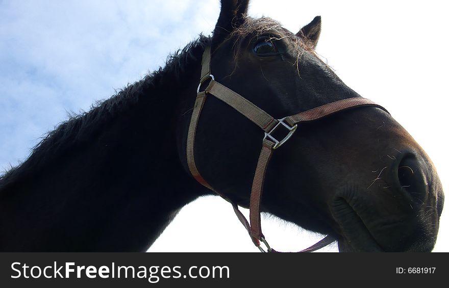 Close Up Portrait of a Black Horse. Close Up Portrait of a Black Horse