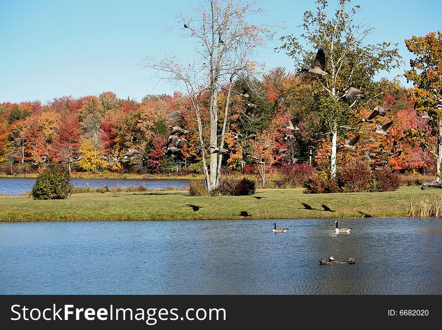 Canadian geese flying over water ona sunny October day. Canadian geese flying over water ona sunny October day