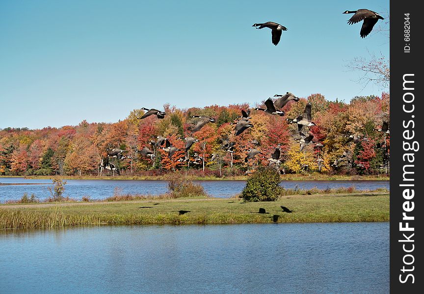 Canadian geese flying over water ona sunny October day. Canadian geese flying over water ona sunny October day