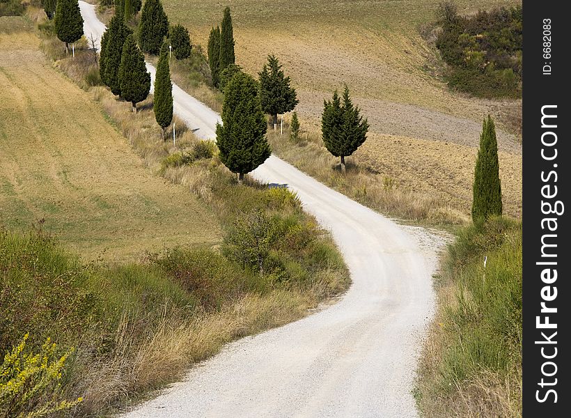 Image of a relaxing landscape in Tuscan, Cypress alley