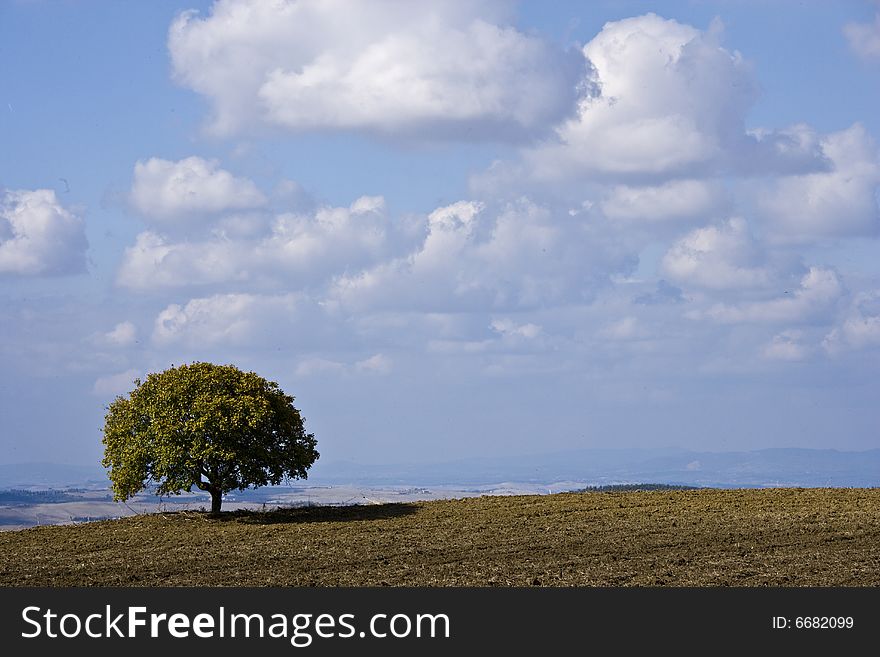 Field landscape with isolated tree
