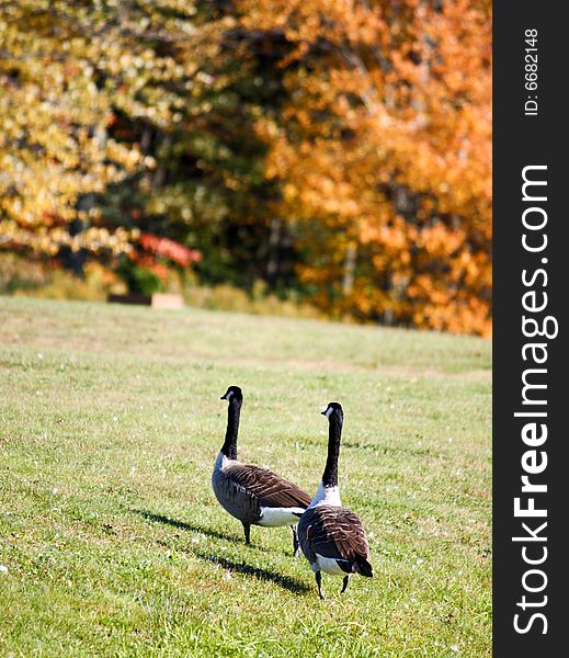 Two Canadian geese strolling on a sunny October day