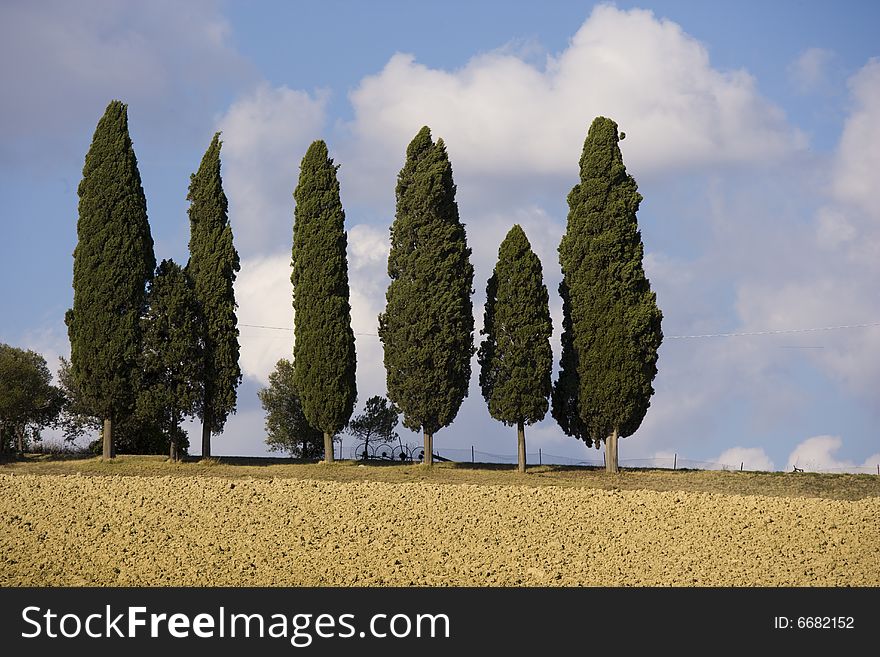 Image of a relaxing landscape in Tuscan with cypress. Image of a relaxing landscape in Tuscan with cypress