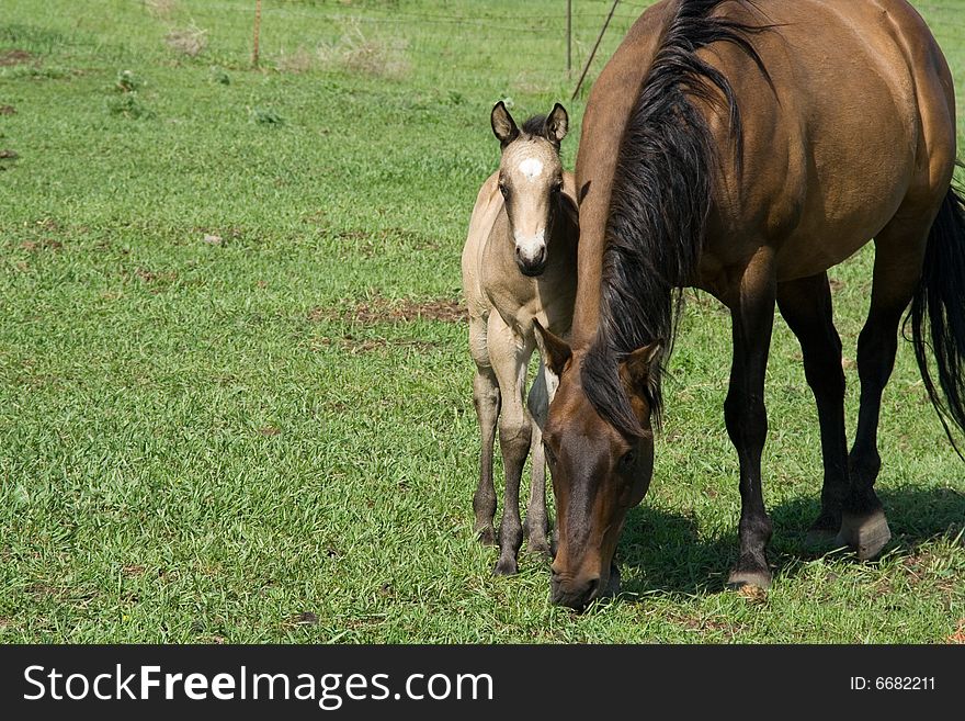 Quarter horse mare and buckskin foal in green pasture. Quarter horse mare and buckskin foal in green pasture