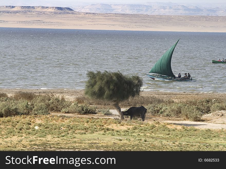 Cow and tree with fishing boat in the lake behind them... Egyptian country side. Cow and tree with fishing boat in the lake behind them... Egyptian country side...