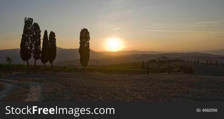 Tuscan Typical countryside with cypress at sunset. Tuscan Typical countryside with cypress at sunset