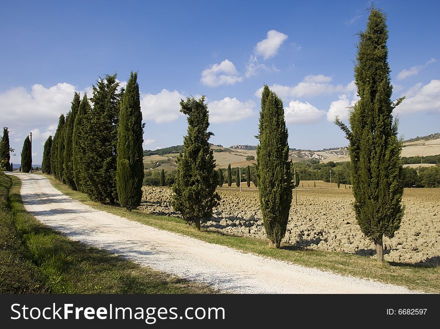 Image of Tuscan typical landscape, row of Cypress. Image of Tuscan typical landscape, row of Cypress