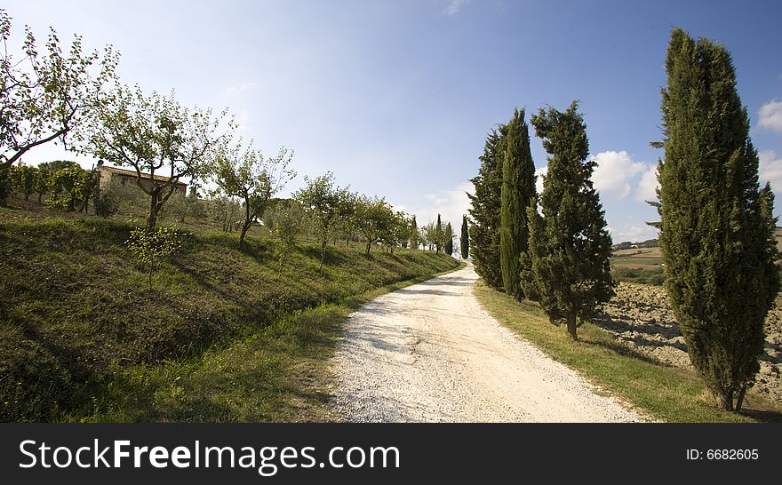 Image of Tuscan typical landscape, Cypress alley. Image of Tuscan typical landscape, Cypress alley