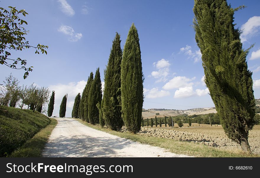 Tuscan Landscape, Cypress