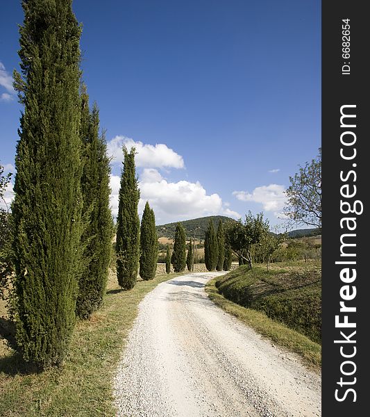 Tuscan landscape, Cypress