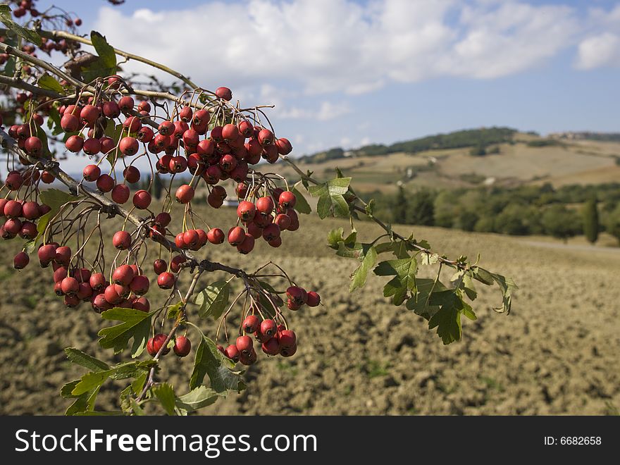 Image of Typical tuscan landscape, focus on fruit's branch. Image of Typical tuscan landscape, focus on fruit's branch
