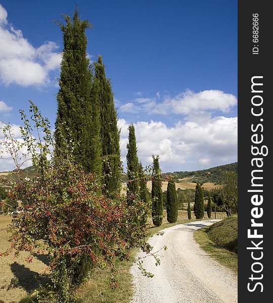 Image of Tuscan typical landscape, Cypress alley. Image of Tuscan typical landscape, Cypress alley