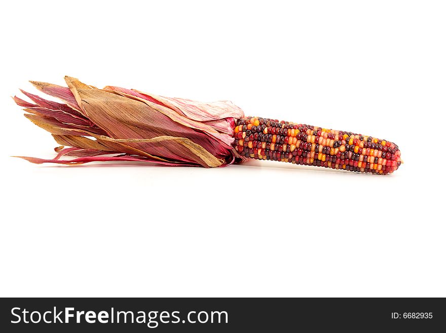 Colorful traditional Thanksgiving corn, isolated on white. Colorful traditional Thanksgiving corn, isolated on white