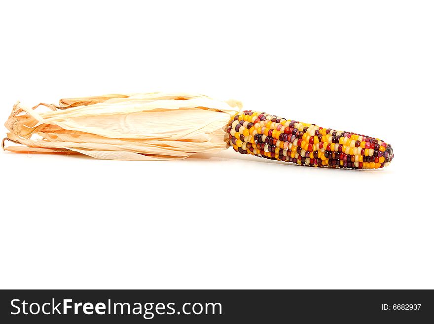 Colorful traditional Thanksgiving corn, isolated on white. Colorful traditional Thanksgiving corn, isolated on white