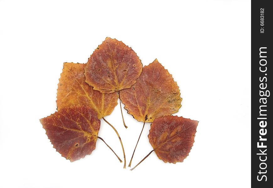 Autumn leaves of an aspen on a white background