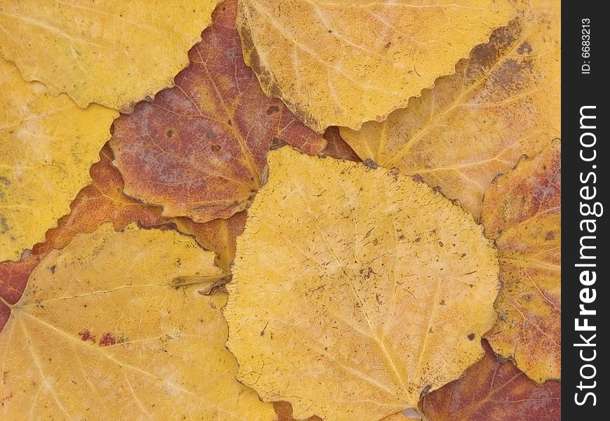 Background from autumn leaves of an aspen of yellow and red colour
