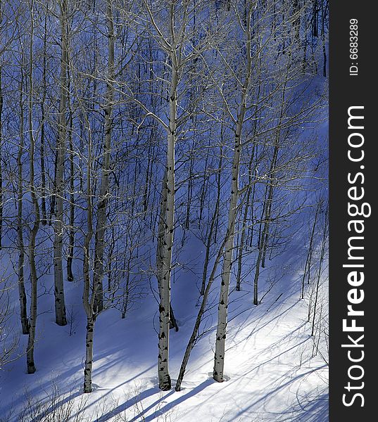 Group of Trees in the Forrest in the Winter with Snow. Group of Trees in the Forrest in the Winter with Snow