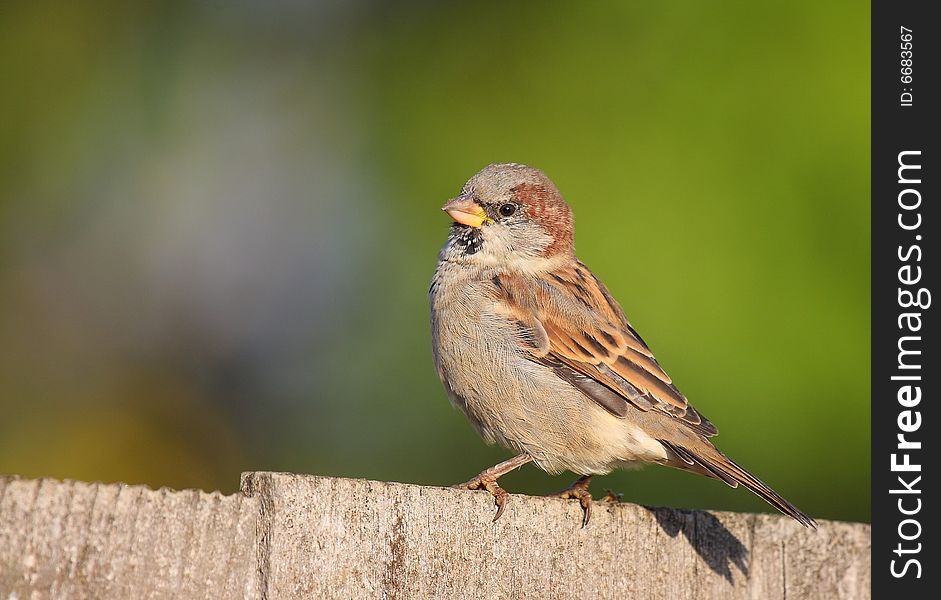 A male house sparrow sits in the morning sun