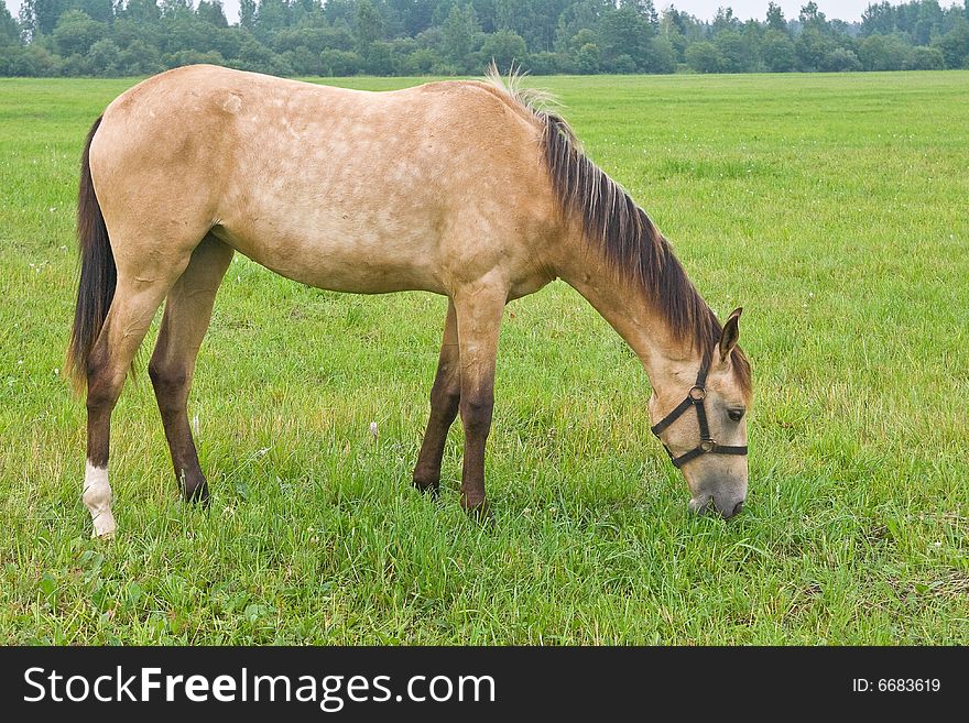 Horse standing in a field, eating grass. Horse standing in a field, eating grass