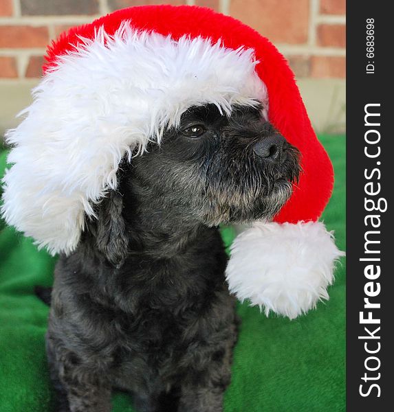 A cute little black dog wearing a santa hat. A cute little black dog wearing a santa hat
