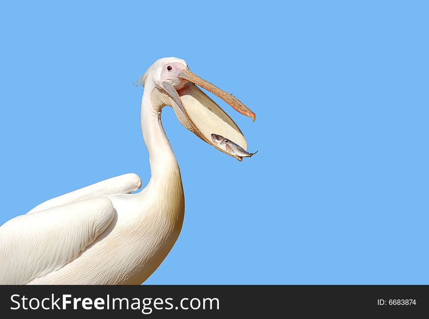 A Great white pelican (Pelecanus onocrotalus) eating a fish. A Great white pelican (Pelecanus onocrotalus) eating a fish