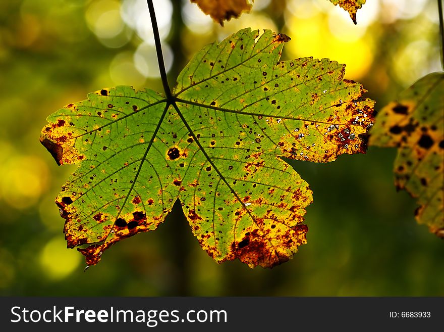 Beautiful detail of autumn leaf. Beautiful detail of autumn leaf