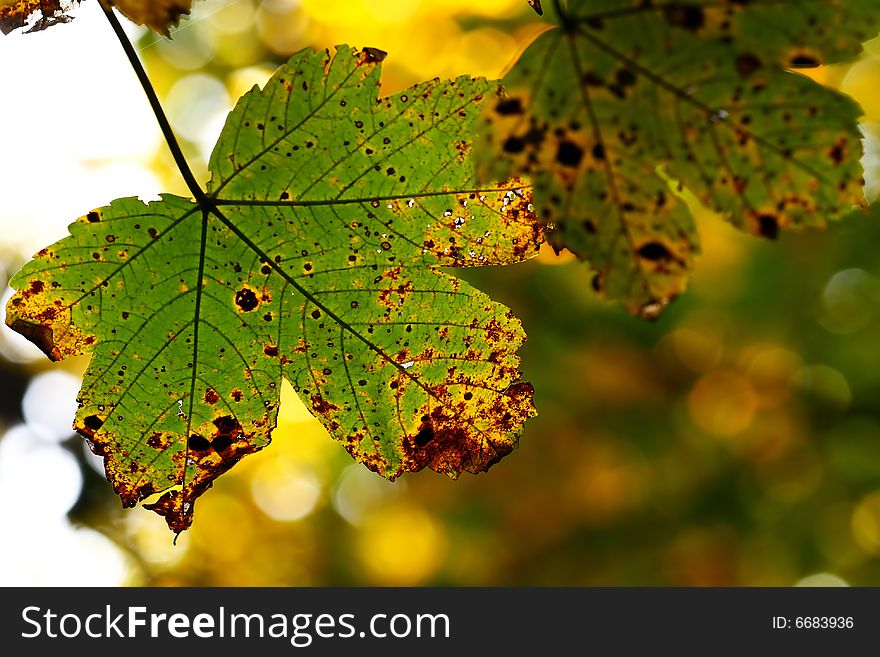 Beautiful detail of autumn leaf. Beautiful detail of autumn leaf