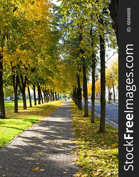 The avenue among trees is covered by leaves