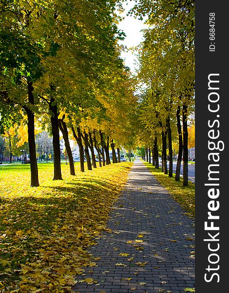 The avenue among trees is covered by leaves