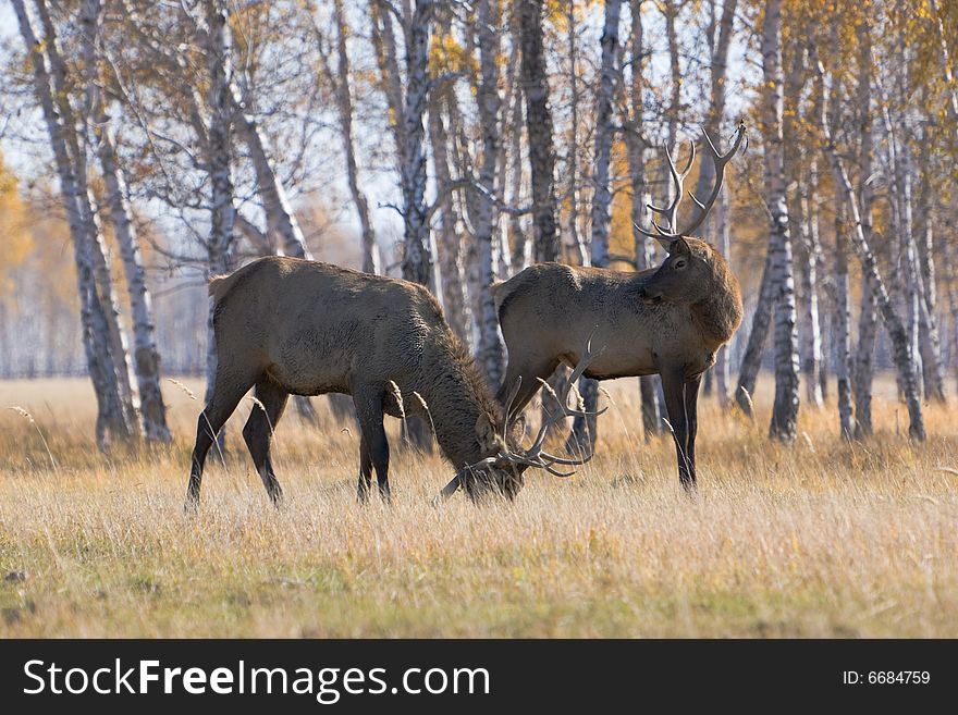 Male deers over forest at autumn
