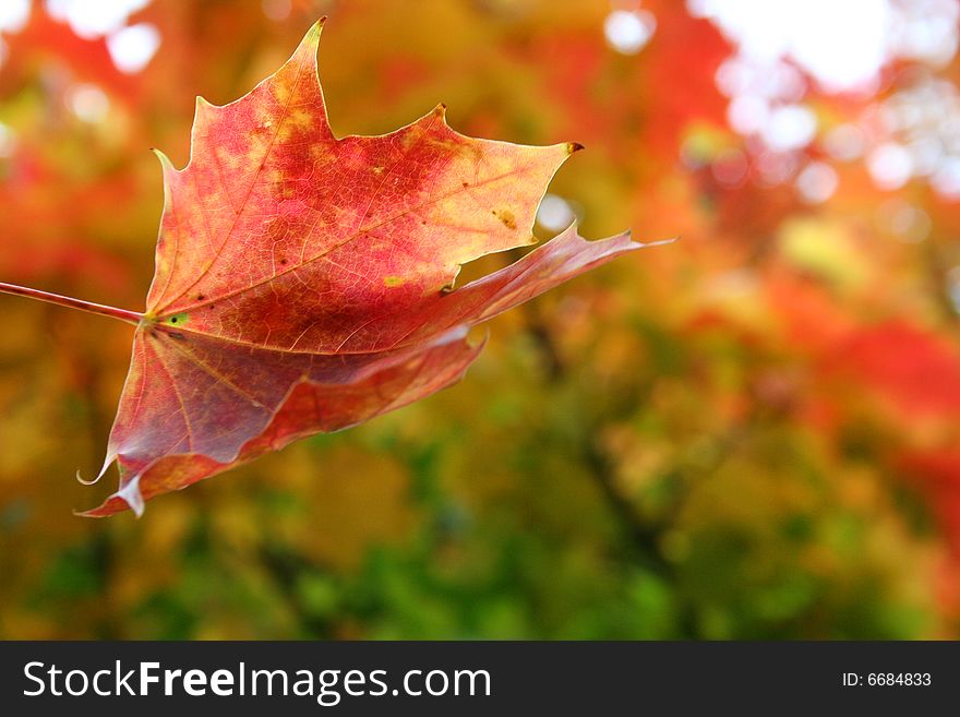 Autumn Leaves Background seasonal abstract