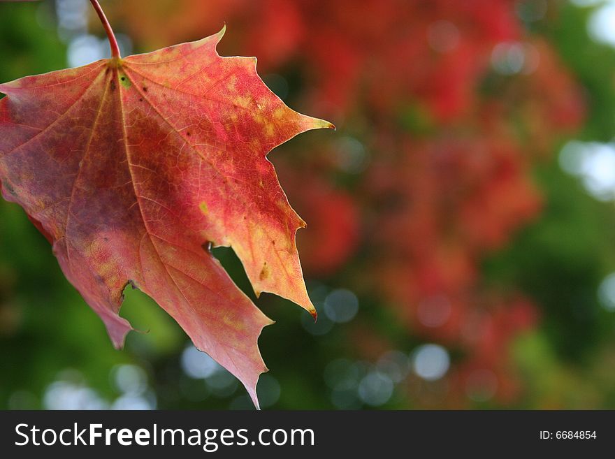 Autumn Leaves Background seasonal abstract