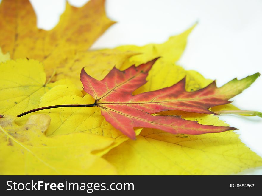 A heap of yellow leaves with maple leaf on top. A heap of yellow leaves with maple leaf on top