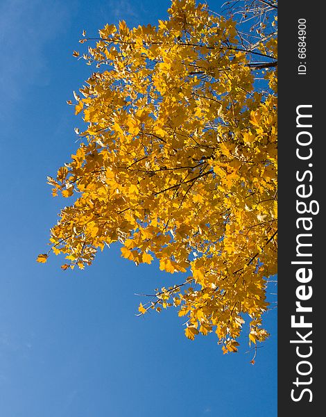 Bright yellow maple leaves on a background of  blue sky. Bright yellow maple leaves on a background of  blue sky