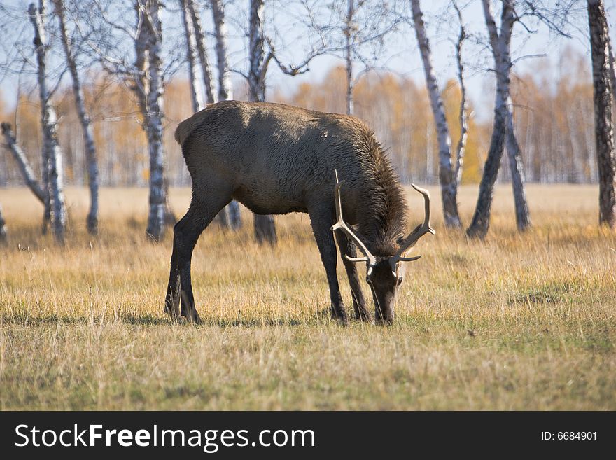 Male deer over forest at autumn. Eating grass.