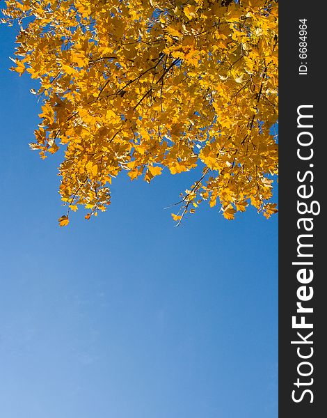 Bright yellow maple leaves on a background of  blue sky