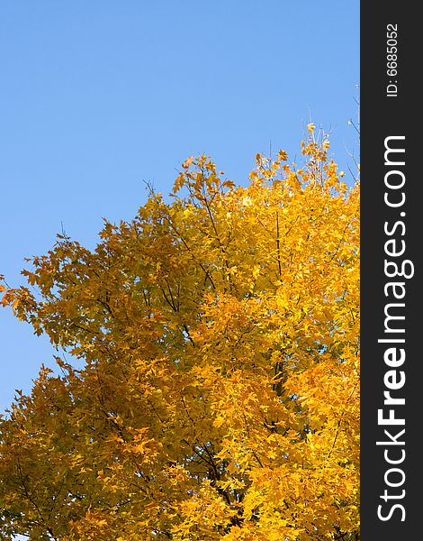 Color maple leaves on a background of the blue sky