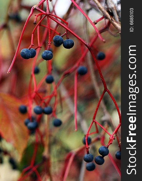 Blue berries on the red branch