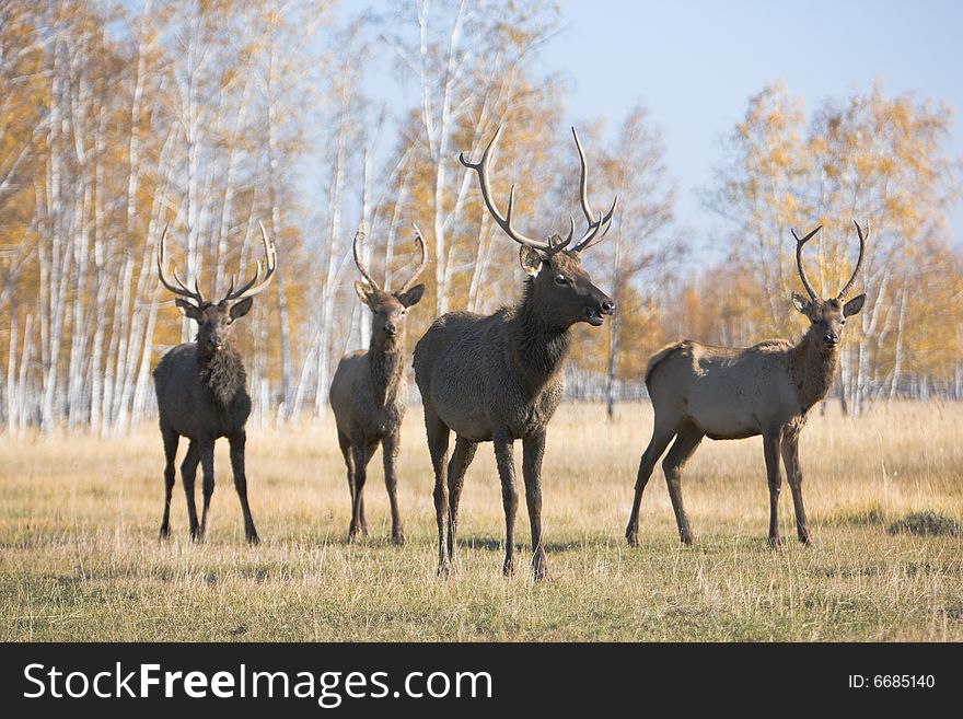Male deer and his brothers. Male deer and his brothers