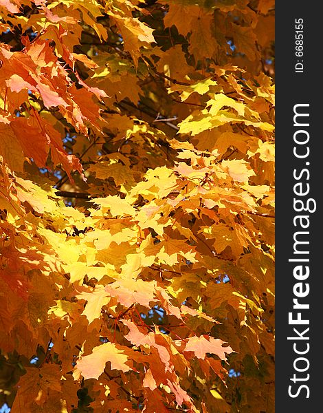 Bright background from color maple leaves