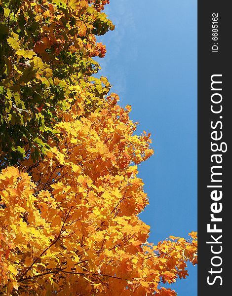 Color maple leaves on a background of the blue sky