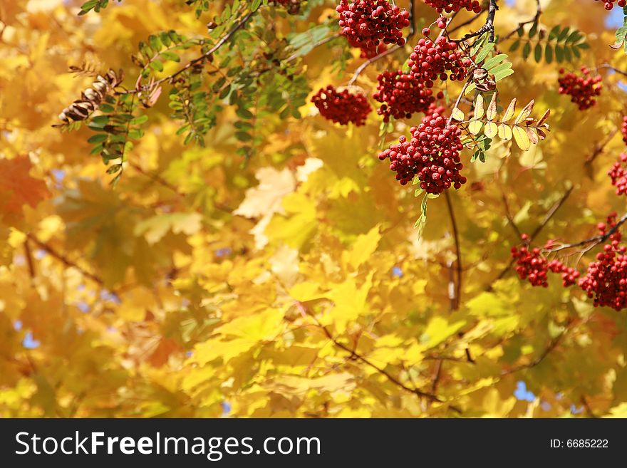 Branch of a mountain ash on a background of yellow leaves