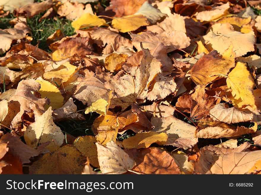 Leaves In Autumn