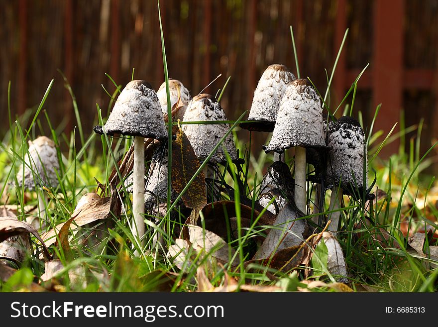 Group Of Poisonous Mushrooms In A Grass