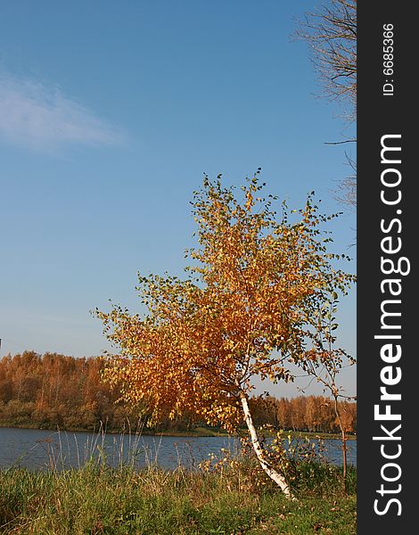 Lonely birch on coast of the river