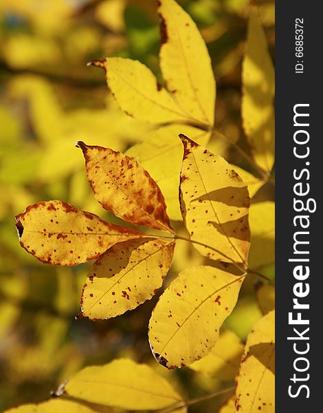 Yellow leaves on branches on a background of the blue sky