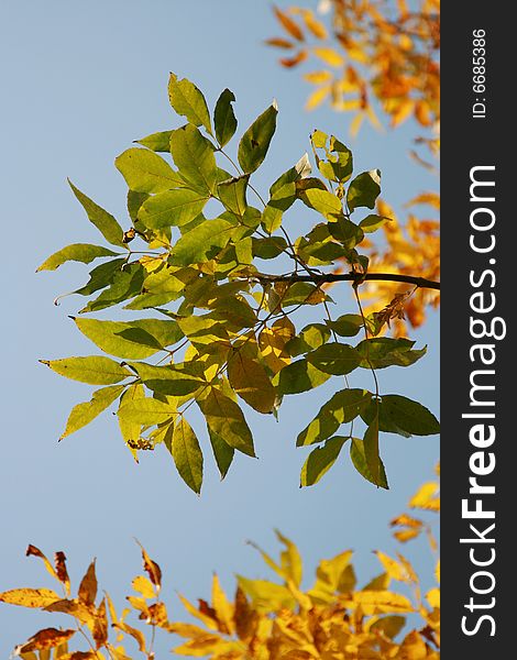 Yellow leaves on branches on a background of the blue sky. Yellow leaves on branches on a background of the blue sky