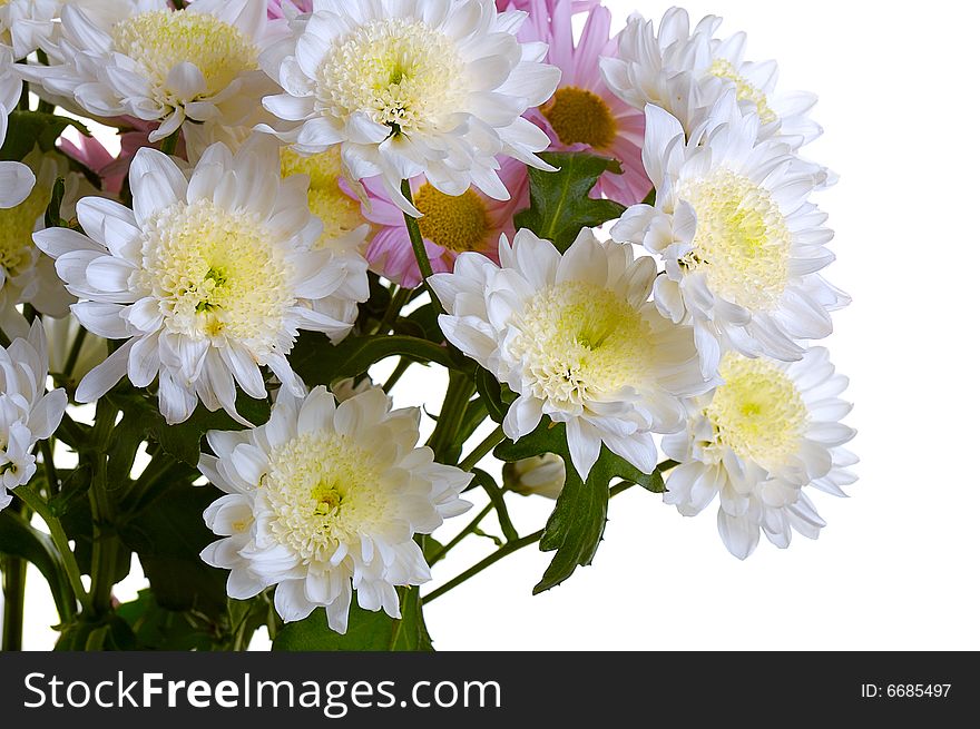 Bouquet of white and pink garden chrysanthemum isolated on white background