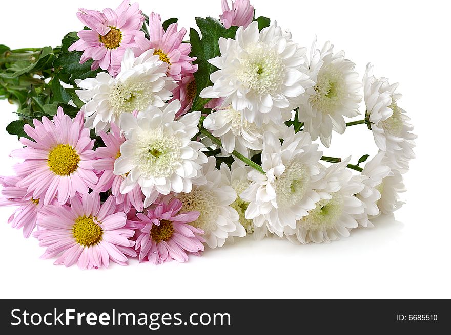 Bouquet of white and pink garden chrysanthemum isolated on white background