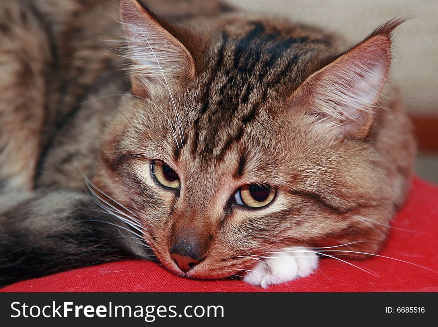 Portrait of a sad cat laying on a red pillow